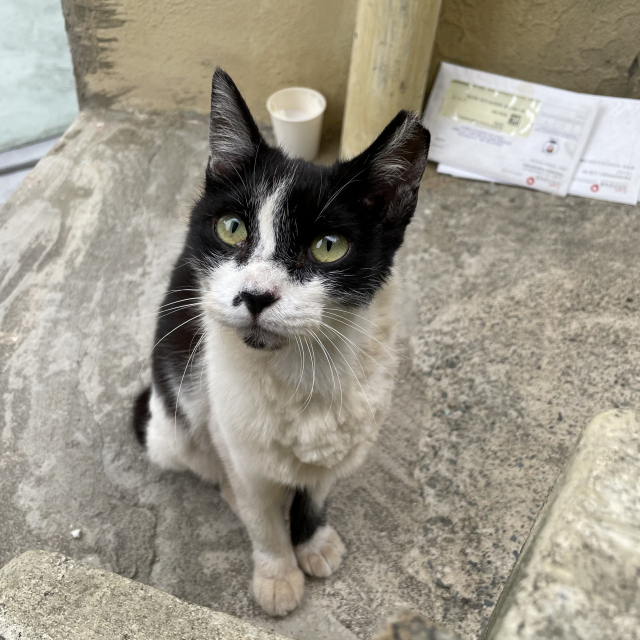빨래방 공사 중 발견된 ‘산복이’. 한 달여 치료 끝에 건강한 모습을 되찾았다.