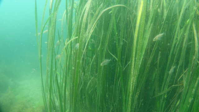 잘피숲 내 치어(어린물고기) 유영 모습. 한국수산자원공단 제공
