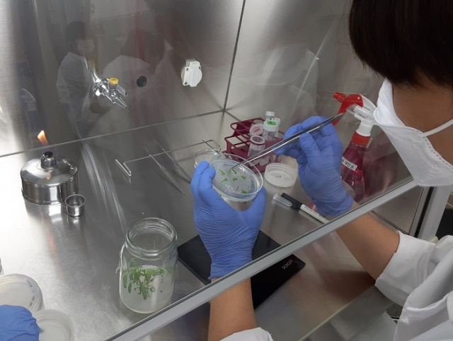 국립종자원은 농생명 계열 대학(원)생을 대상으로 종자검정, 조직배양, 종자 가공처리 기술과 유전자분석 등을 직접 체험해 볼 수 있는 ‘미래인력 양성과정’을 마련했다고 밝혔다. 사진은 교육과정 현장 실습 모습. 농식품부 제공