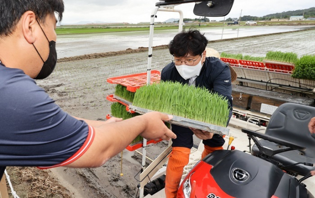 분질미 모내기 현장에서 모판을 나르는 조재호 농촌진흥청장. 농촌진흥청 제공