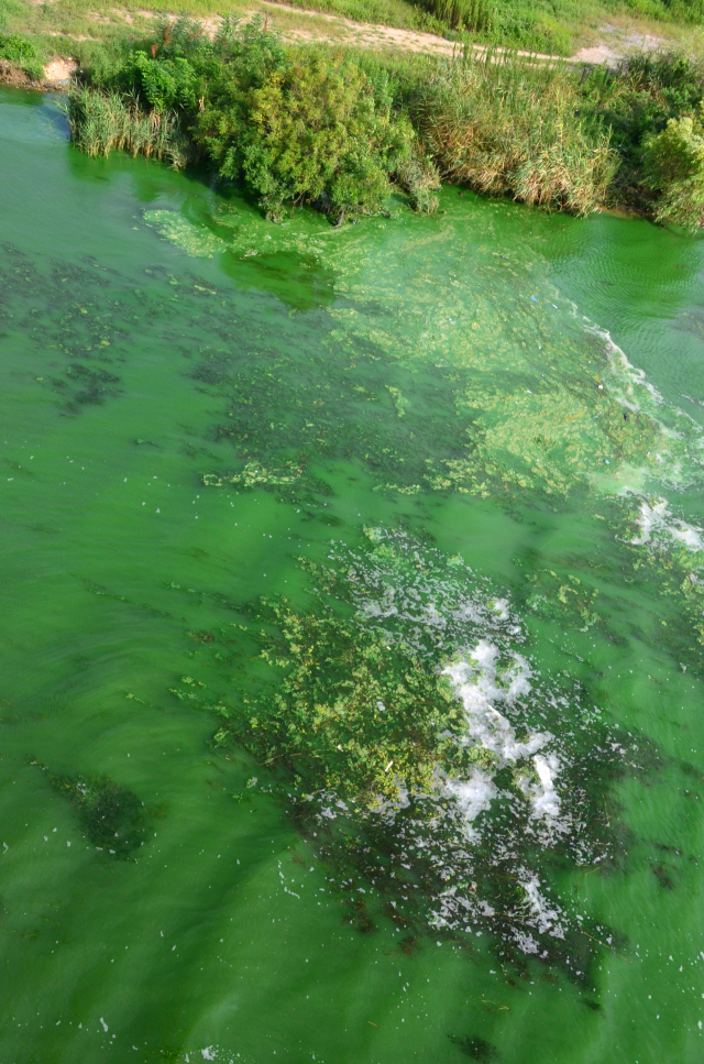 때 이른 무더위가 기승을 부리면서 최근 부산시민의 식수원인 낙동강에 녹조가 창궐하고 있다는 소식이다. 환경부 조사에 따르면 지난달 경남 물금·매리 지점에서 검출된 유해 남조류 세포 수(cells/mL) 평균은 4만 5033개로, 지난해 6월보다는 7배, 2020년 6월보다는 무려 29배나 폭증했다. 2019년 8월 녹조가 심각한 낙동강 하류의 모습. 부산일보DB