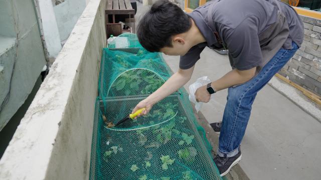 불청객을 막기 위해 화단 위에 그물망을 쳐봤지만, 어설프게 설치한 탓인지 매일 아침마다 화단 위 똥 치우기는 일상이 됐습니다. 정녕 텃밭과 고양이는 공존할 수 없는 걸까요?