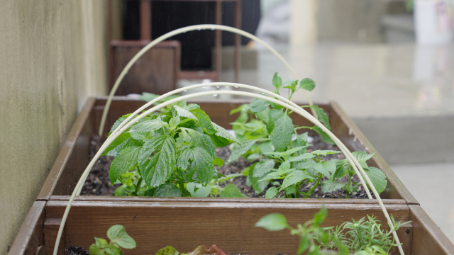 산복빨래방 마당에는 상추, 고추, 방아 등 다양한 식물이 자리 잡은 텃밭이 있습니다. 작은 텃밭이지만 어느 하나 마을 어머님, 아버님들의 손길을 거치지 않은 곳이 없습니다.