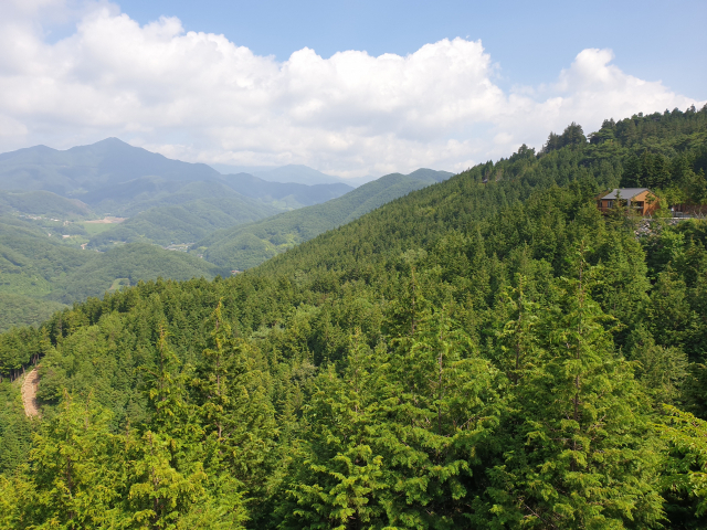 하동편백자연휴양림 전경.