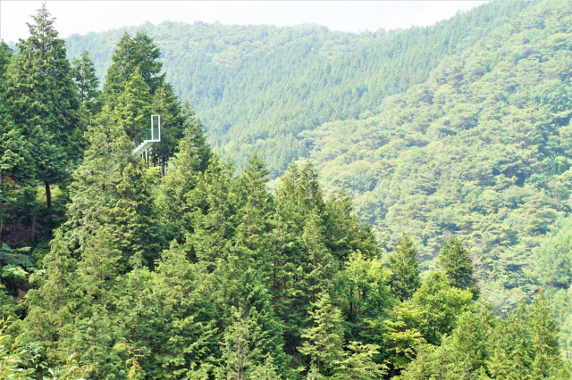 하동편백자연휴양림에 설치된 천국의 계단.