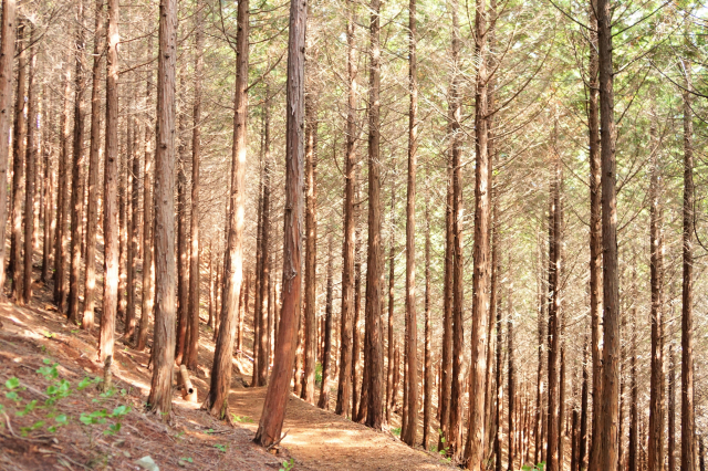 하동편백자연휴양림 산책길.