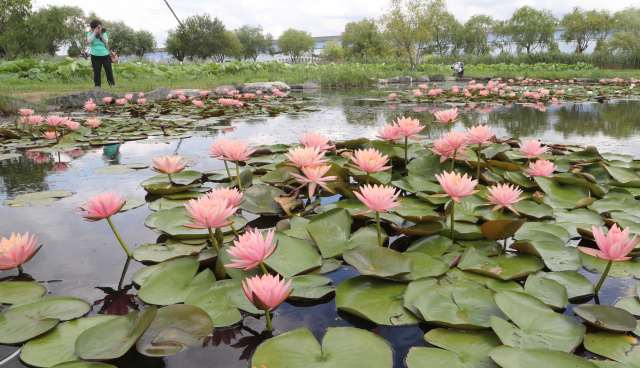 부산시는 1일 삼락둔치 일원 250만㎡ 하천부지인 삼락생태공원을 제1호 부산 낙동강 지방정원으로 등록·고시한다고 밝혔다. 삼락생태공원에 조성된 연꽃단지 모습. 이재찬 기자 chan@