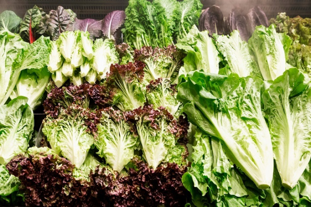 우리나라 사람들의 대표적인 쌈 채소인 상추가격이 도매가격은 1년 전에 비해 3배 이상, 소매가격은 2배 이상 오른 것으로 나타났다. 이미지투데이