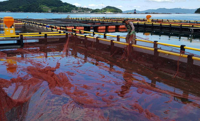 10일 오전 경남권 최대 양식어류 산지인 통영시 산양읍 앞바다 해상 가두리 양식장에서 어민들이 여름나기 준비를 서두르고 있다. 김민진 기자