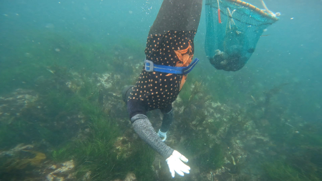 정영자 해녀가 청사포 바다 밑에서 해산물을 수확하고 있다. 정수원 PD blueskyda2@busan.com