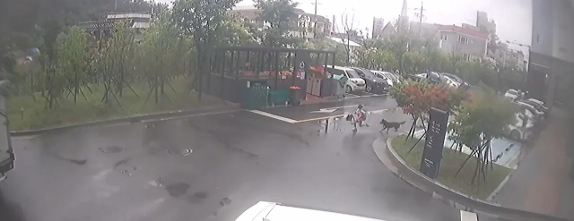 지난해 7월 11일 울산시 울주군 한 아파트 단지에서 8살 A 군이 자신에게 달려는 진도 믹스견을 피해 달아나고 있다. 보배드림 게시물 캡처.