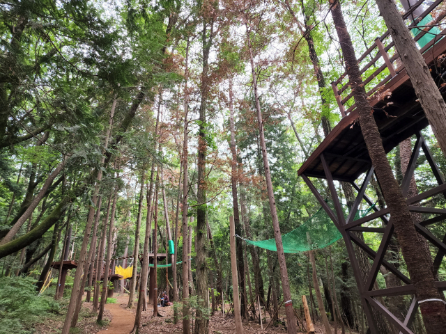 부산 부산진구 부산어린이대공원 산림욕장 편백나무 숲 일부 나무가 최근 누렇게 고사하고 있다. 독자 제공