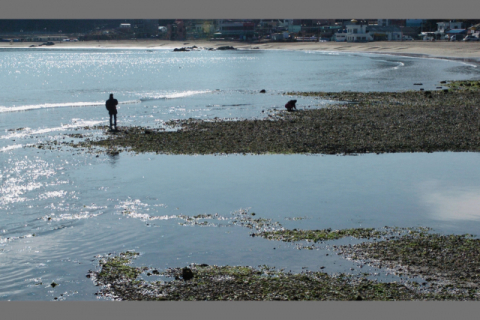 오는 29일부터 ‘일광 낭만 가요제’가 열리는 일광해수욕장 전경. 부산일보 DB
