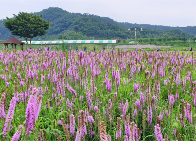 삼문 둔치공원 꽃정원.