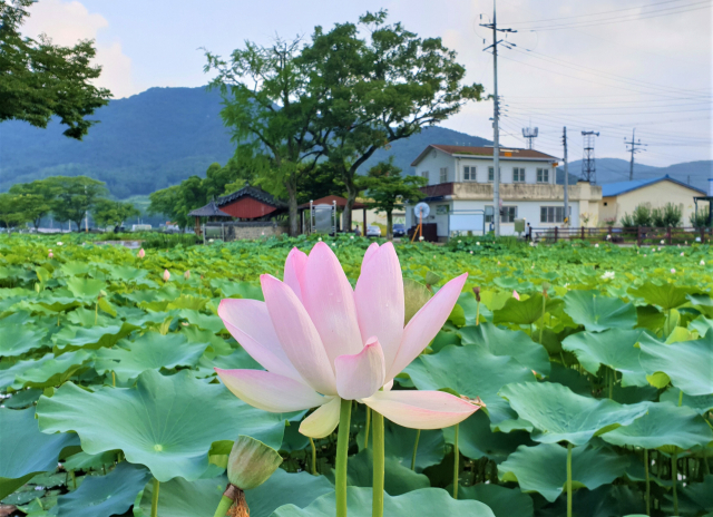 밀양연꽃단지.