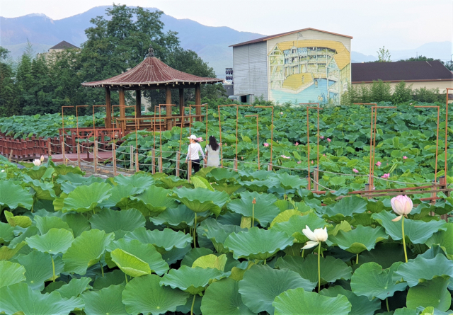 밀양연꽃단지와 밀양아리나연극촌.