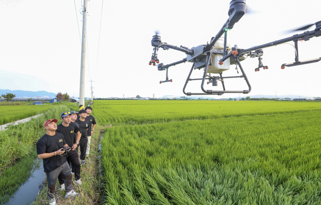 강서구 대저동 논에서 농업용 드론을 운용하는 모습