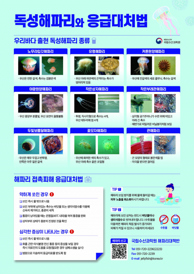 독성해파리와 응급대처법. 국립수산과학원 제공