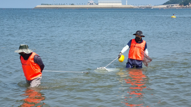 서해수산연구소에서 해파리 조사를 하고 있는 장면. 국립수산과학원 제공