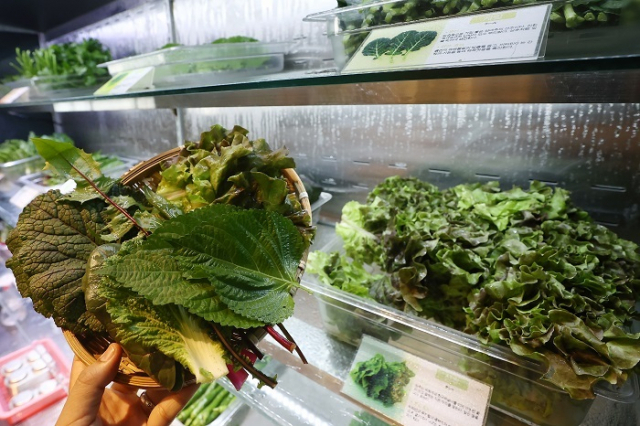지난달 폭염과 잦은 비의 영향으로 채소류 생육이 부진하면서 가격이 크게 올랐다. 사진은 서울 시내 한 쌈밥집에 상추, 깻잎 등 쌈 채소가 진열돼 있는 모습. 연합뉴스
