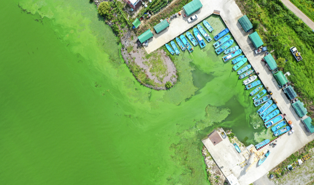 4일 ‘2022년 낙동강 국민 체감 녹조 현장조사’ 기자회견이 열린 경남 김해시 대동선착장 앞 낙동강이 시퍼런 녹조로 뒤덮여 있다. 김종진 기자 kjj1761@