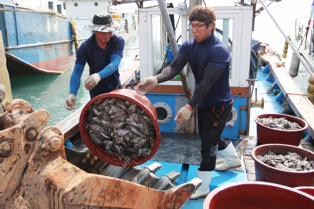 폭염에 바다도 뜨거워지면서 고수온 경보 단계가 발령되는 등 양식업계가 비상에 걸렸다. 지난 2018년 고수온으로 인한 양식장 어류 폐사체를 어민들이 육지로 옮기는 모습. 부산일보DB