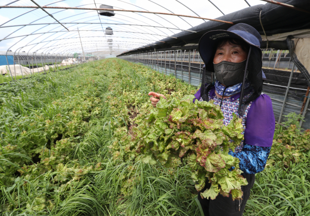 부산 강서구 맥도강 옆 상추밭에서 농부 이정희 씨가 심정을 밝히고 있다. 정대현 기자 jhyun@