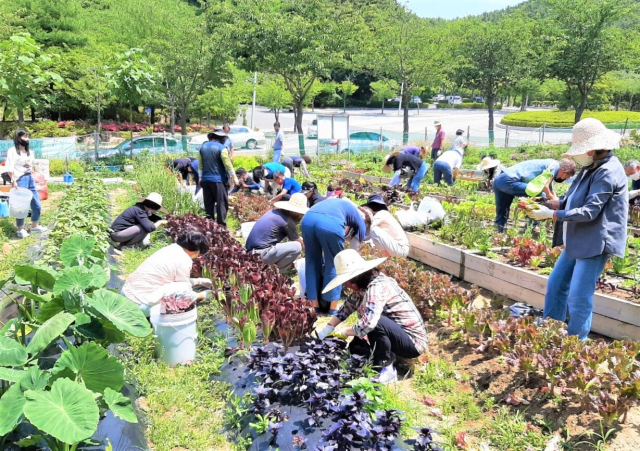 신라대 도시농업코디네이터 양성 과정 수강생들이 농사를 짓고 있다. 신라대 제공