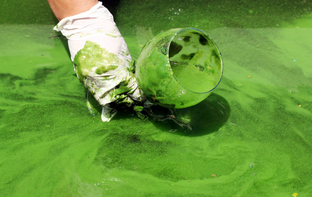 낙동강네트워크와 환경운동연합 등 환경단체와 부경대 연구팀 등이 지난 4일 경남 김해 낙동강 대동선착장에서 ‘2022년 낙동강 국민 체감 녹조 현장조사’ 기자회견 후 녹조 범벅인 강물을 컵에 담아 보여주고 있다. 정종회 기자 jjh@