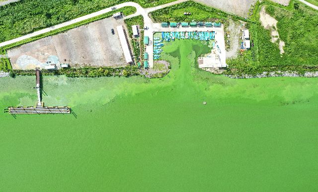 지난 4일 오후 경남 김해 대동선착장 과 화명대교 인근 낙동강이 녹조로 뒤덮혀 있다. 김종진 기자 kjj1761@