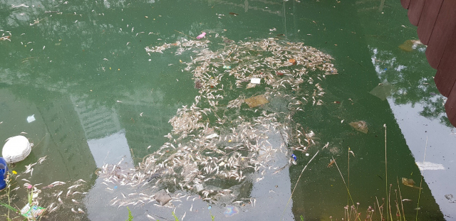 동삼해수천 한국해양대 쪽 입구에서 지난달 30일 물고기가 집단 폐사했다.