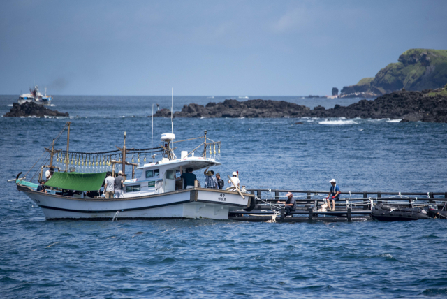 2005년 제주 비양도 앞바다에서 혼획돼 퍼시픽리솜에서 17년간 지내던 남방큰돌고래 ‘비봉이’가 지난 4일 오전 제주 서귀포시 대정읍 앞바다에 설치된 가두리 훈련장으로 옮겨지고 있다. 연합뉴스