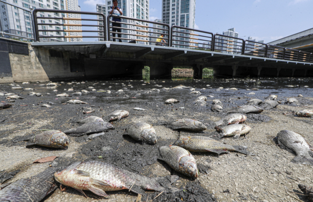 14일 부산 사하구 다대포해수욕장이 낙동강에서 유입된 녹조 때문에 초록빛으로 물들어 있다(위). 이날 부산 동래구 온천천 수연교와 연안교 사이에 물고기가 폐사해 있다. 정종회·김종진 기자 jjh@