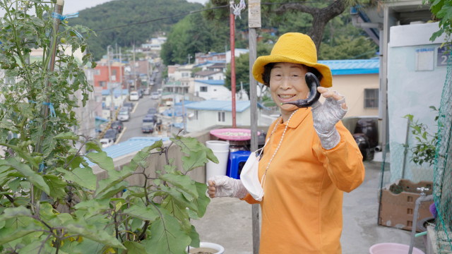 영희 어머님은 집앞 마당에서 여러 식물을 직접 키우고 계십니다. 그 중 가지를 가장 좋아하신다고 합니다.