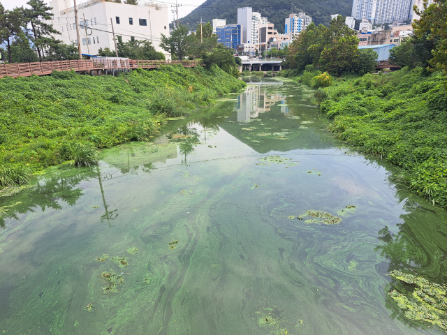 23일 오전 부산 사상구 엄궁동 학장천 일대가 녹조로 뒤덮여 있다.
