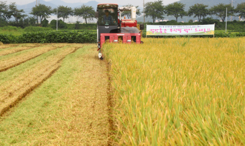 [논설위원의 시선] 수확기에 폭락한 쌀값, 어찌하오리까?