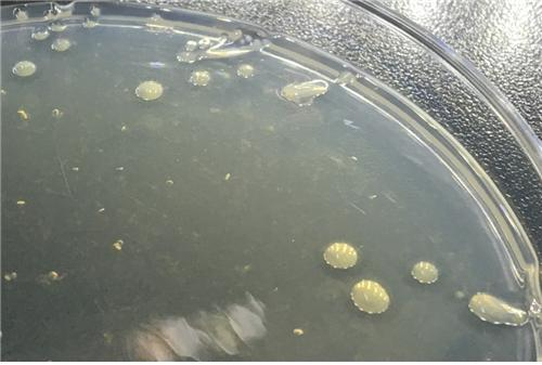 해양에서 분리된 한천분해 미생물 길비마리너스 아가릴라이티쿠스(Gilvimarinus agarilyticus JEA5) 배양 사진. KIOST 제공