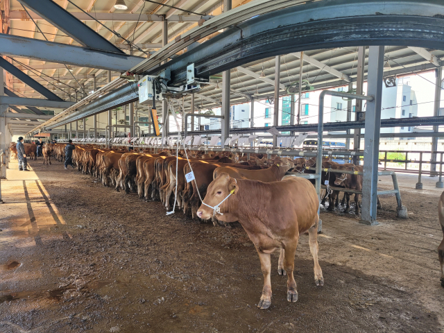 합천축협, 암소개량 위해 농가 컨설팅 진행 등 노력도 한몫. 합천군 제공
