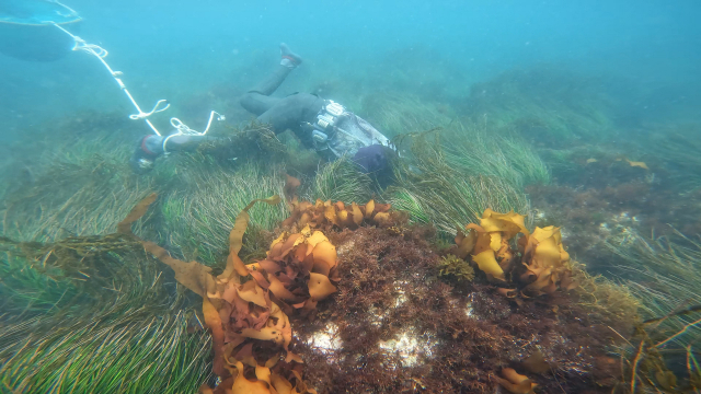 청사포 해녀가 바다풀 사이에서 해산물을 찾고 있다. 정수원 PD blueskyda2@busan.com