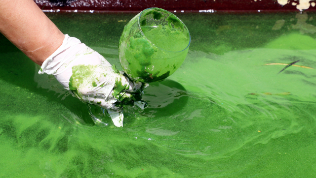 환경단체 등이 녹조로 범벅이 된 낙동강 강물을 컵에 담아 보여주고 있다. 이들 단체는 8월 4일 이후 물금, 매리 취수장 채수를 시작으로 낙동강 구간 전역의 독소를 자체 조사했다. 정종회 기자 jjh@