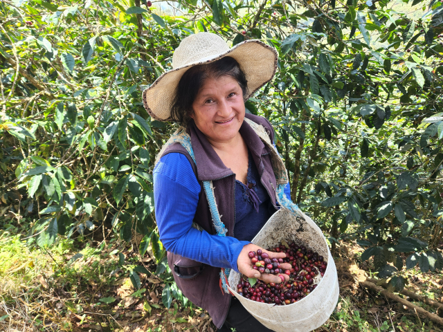 페루 한 커피 농장에서 만난 커피 열매 수확 노동자 ‘체리 피커’.