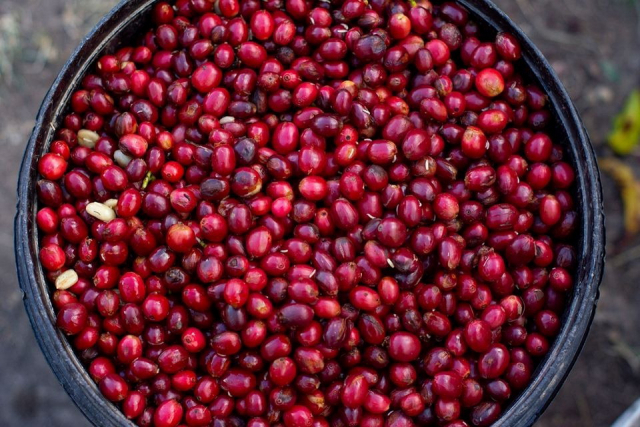 막 수확한 커피 열매 모습.