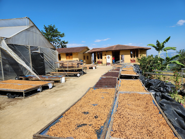 올린카 씨의 ‘초로라 농장’에서 커피 열매를 말리는 모습.