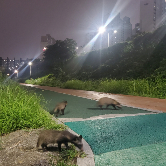수영강 등 부산 도심에서 야생 너구리가 잇따라 출몰하고 있다. 지난 12일 수영강 시민공원 산책로에서 목격된 너구리들. 독자 제공