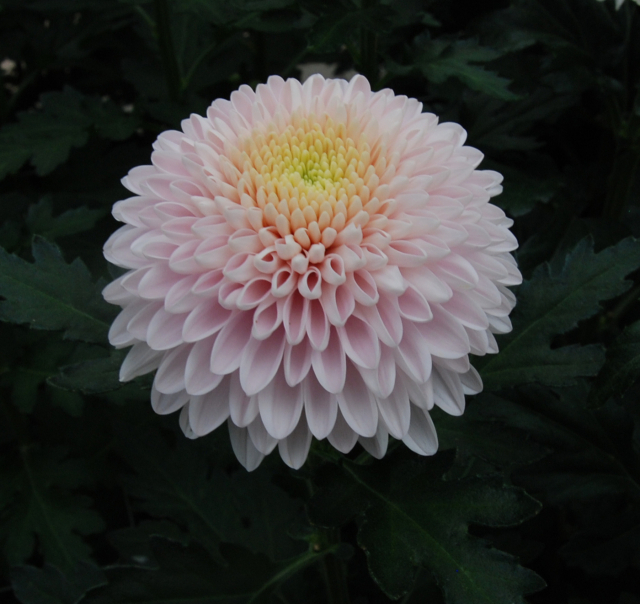 경남도농기원 화훼연구소가 육성개발해 품종보호권을 획득한 신품종 거베라 ‘해피팝’. 경남도농기원 제공