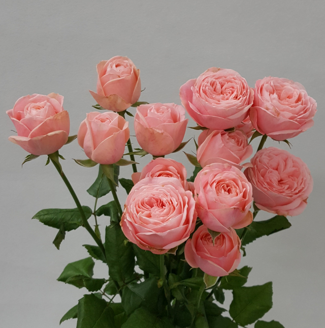 경남도농기원 화훼연구소가 육성개발해 품종보호권을 획득한 신품종 장미 ‘디그니티’. 경남도농기원 제공