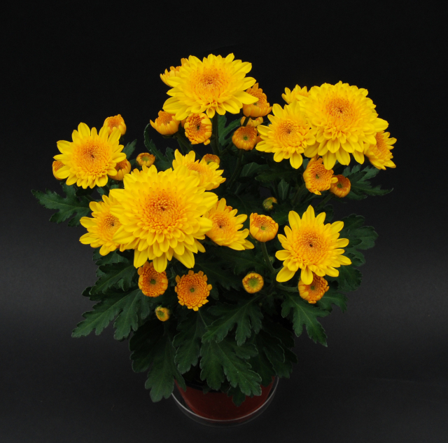 경남도농기원 화훼연구소가 육성개발해 품종보호권을 획득한 신품종 국화 ‘크림베리’. 경남도농기원 제공