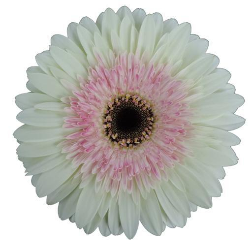 경남도농기원 화훼연구소가 육성개발해 품종보호권을 획득한 크림베리. 경남도농기원 제공