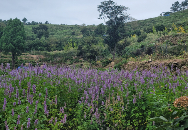 지세포진성에서 만난 배초향.