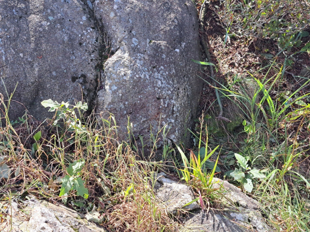 황령산 정상부에서 관찰된 생태교란 종인 애기수영(위)과 도깨비가지(아래). 부산그린트러스트 제공
